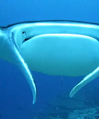 Tauchplatz «Hukuruelhi» im Ari Atoll